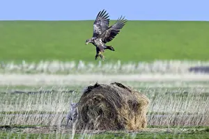 Hunt: ibltsm12627901.jpg