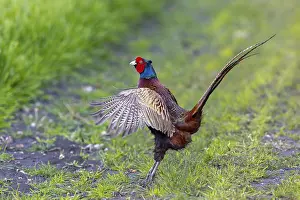 Flap Wings: ibltsm12710728.jpg