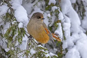 Conifer: ibltsm12889131.jpg