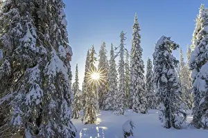Finnish: ibltsm12943563.jpg