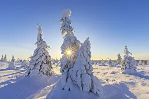 Finnish: ibltsm12943649.jpg