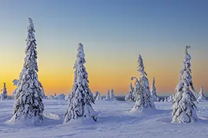 Finnish: ibltsm12943667.jpg