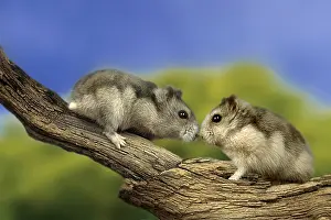 Hamsters: iblwep05406744.jpg