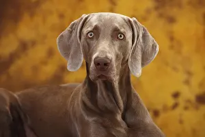 Weimaraner: iblwep05571436.jpg