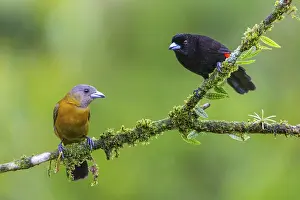 Tanager: iblwve12076156.jpg