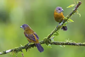 Tanager: iblwve12076160.jpg