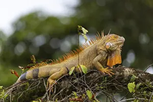 Iguanidae: iblwve12181717.jpg