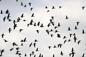 Anseriformes: ibxaja11692716.jpg