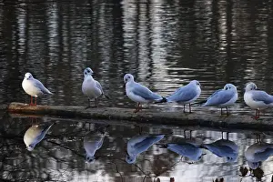 Gull: ibxaja11898846.jpg