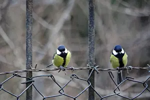 Paridae: ibxaja12146126.jpg