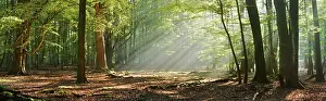 Lights: ibxavg12362070.jpg