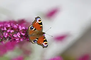 Nectar: ibxbsa11661814.jpg