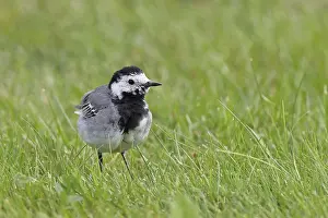 Pipits: ibxbsa11679711.jpg