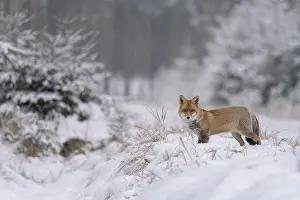 Vulpes: ibxbzo12534616.jpg