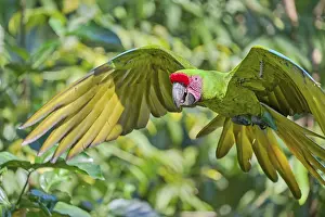 Parrots: ibxcbo11969496.jpg