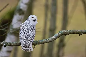 Owls: ibxcbo11969651.jpg