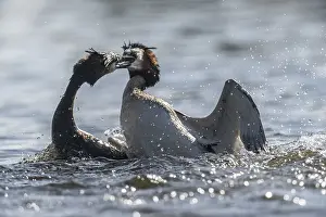 Fight: ibxenh13382448.jpg
