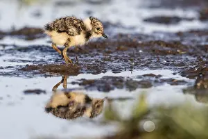 Lapwing: ibxenh13435831.jpg