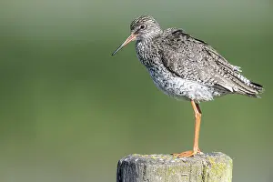 Redshank: ibxenh13435917.jpg