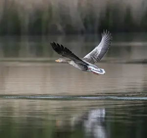 Anseriformes: ibxfso11909431.jpg