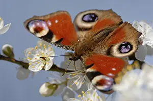 Lepidopteran: ibxfso12660530.jpg