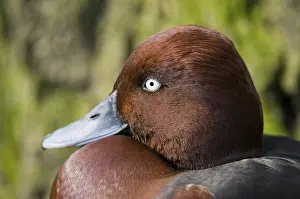 Anseriformes: ibxfso12660535.jpg