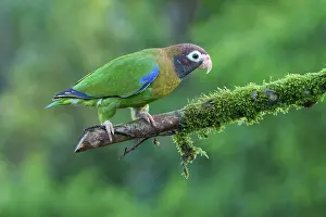Parrots: ibxgab12159163.jpg