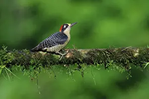 Melanerpes: ibxgab12713338.jpg