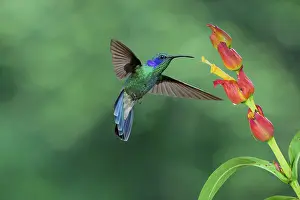 Hummingbird: ibxgab12713340.jpg