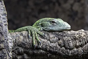 Lizards: ibxhal11546915.jpg