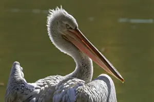 Pelican: ibxhal11666783.jpg