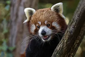 Animal Of Preys: ibxhal11666847.jpg