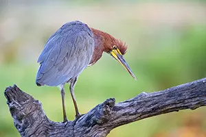 Ardeidae: ibxhbr11107986.jpg