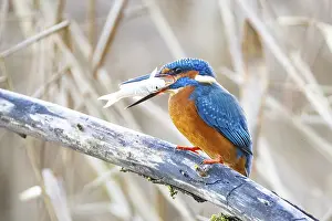 Kingfisher: ibxhbr12160247.jpg