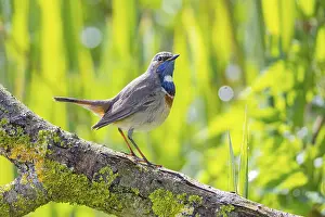 Old World Fly Catcher: ibxhbr12272563.jpg
