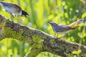 Old World Fly Catcher: ibxhbr12376207.jpg