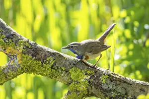 Old World Fly Catcher: ibxhbr12376211.jpg