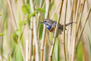 Old World Fly Catcher: ibxhbr12376234.jpg
