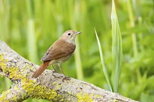 Nightingale: ibxhbr12510117.jpg
