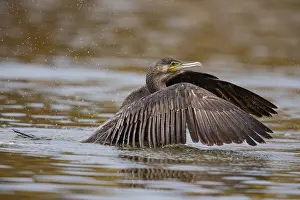 Phalacrocoraciformes: ibxhbr12563137.jpg