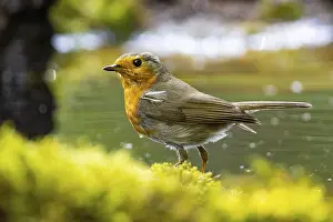 Robin: ibxhbr12861370.jpg
