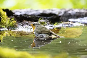 Robin: ibxhbr12861393.jpg