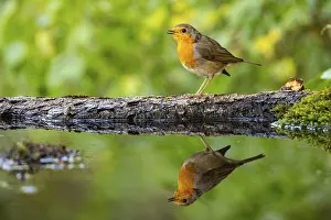 Robin: ibxhbr12861410.jpg
