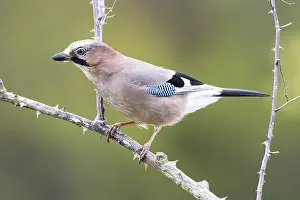 Corvid: ibxhbr13350876.jpg