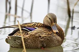 Anseriformes: ibxhbr13425201.jpg