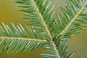 Needles: ibxiqx09315567.jpg