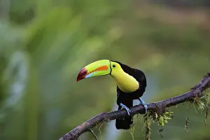 Woodpeckers: ibxiqx09521486.jpg
