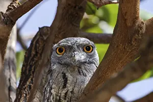 Owls: ibxiqx09525999.jpg