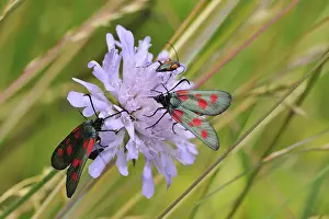 Lepidopteran: ibxiqx10296691.jpg