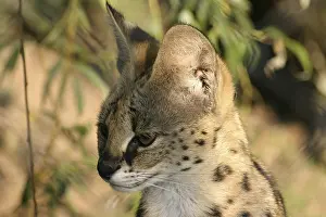 Serval: ibxiqx10406988.jpg